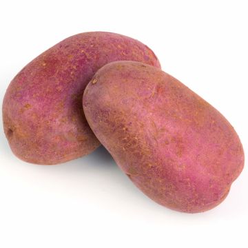 Organic Potatoes Cheyenne
