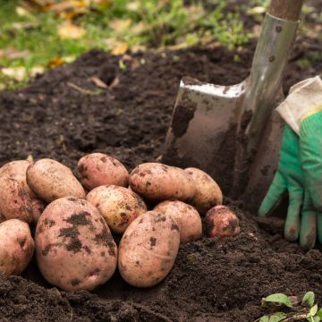 Potatoes Cheyenne