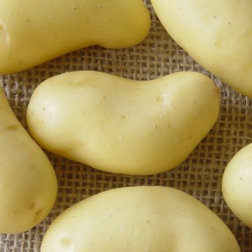 Potatoes BF 15