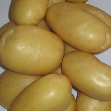 Organic Potatoes White