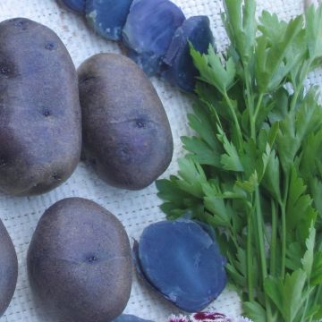 Potatoes Blue d'Artois