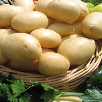 Potatoes Caesar