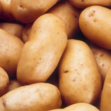 Organic Potatoes Charlotte