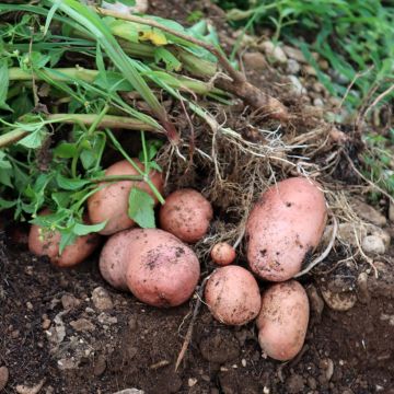 Potatoes Jeannette (N°105-2)