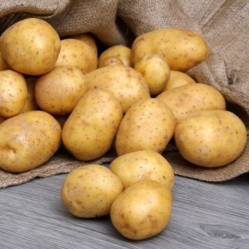 Potatoes Melody