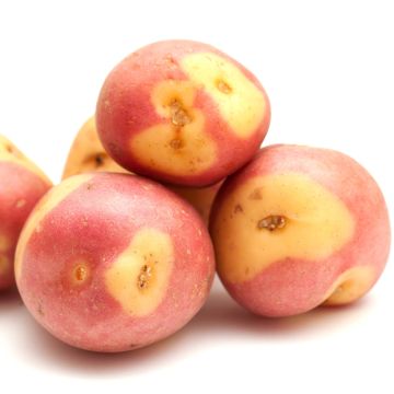Potatoes Miss Blush Potatoes Miss Blush