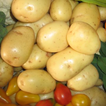 Organic Potatoes Mona Lisa