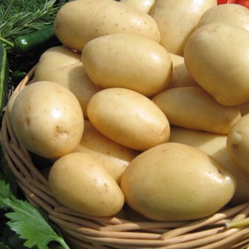 Potatoes Nicola