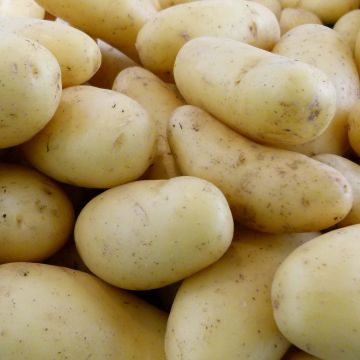 Organic Potatoes Osiris