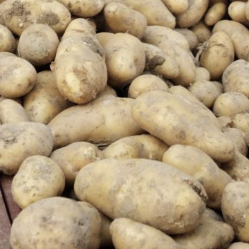 Potatoes Pompadour