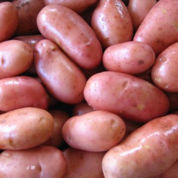 Potatoes Rose de France Organic