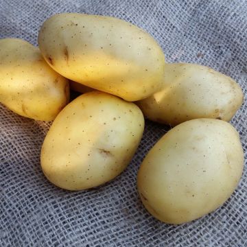 Potatoes Vitabella