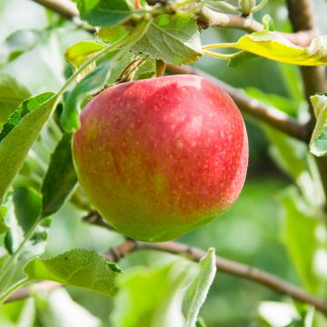 Organic Apple Tree Belle fille de l'Indre - Malus domestica