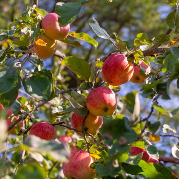 Organic Apple Tree Belle fille de la Creuse - Malus domestica