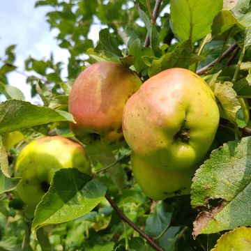 Apple Tree Calville Blanche - Malus domestica