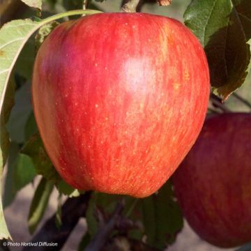 Apple Tree Calville Rouge d'Hiver - Malus domestica