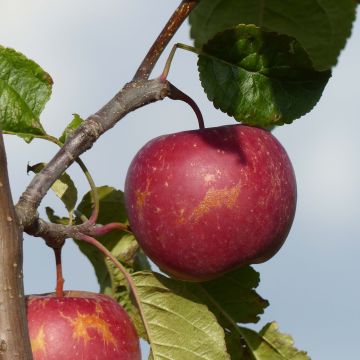 Apple Tree Choupette - Malus domestica