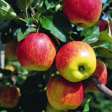 Apple Tree Delbarestivale - Malus domestica