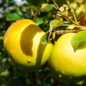 Apple Tree Feuilloux - Malus domestica