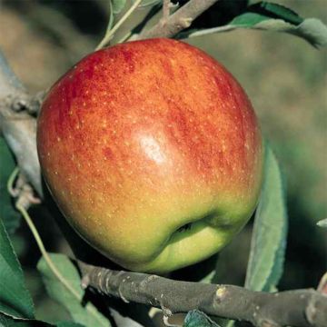Apple Tree Fuji - Malus domestica