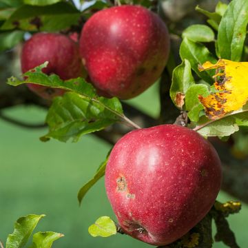 Apple Tree Gloster - Malus domestica
