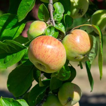 Apple Tree Jacques Lebel - Malus domestica