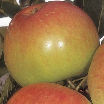 Apple Tree James Grieve - Malus domestica