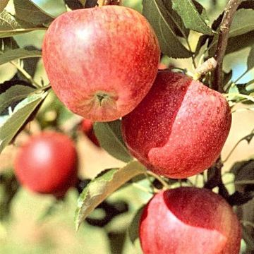 Apple Tree Melrose - Malus domestica