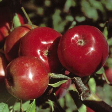 Apple Tree Global Gala - Malus domestica