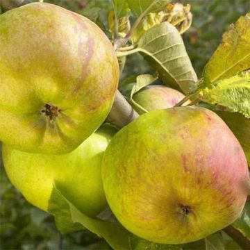 Apple Tree Winter Rambour - Malus domestica