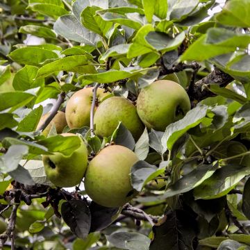 Apple Tree Reinette Blanche de Chatellerault - Malus domestica