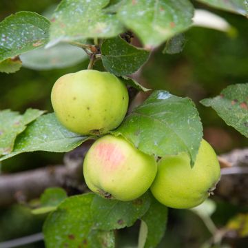 Organic Apple Tree Reinette dAnjou - Malus domestica