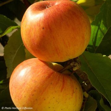 Apple Tree Reinette de Caux - Malus domestica