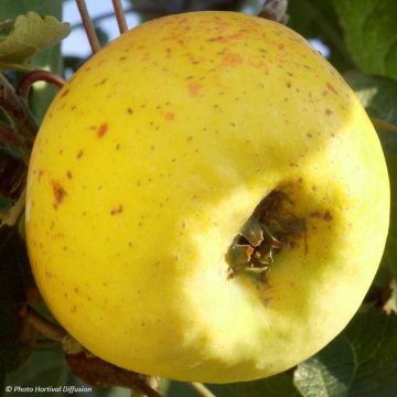 Organic Apple Tree Transparente de Croncels - Malus domestica