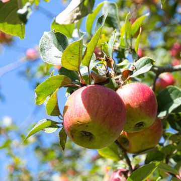 Organic Apple Tree Winston - Malus domestica