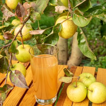 Cider Apple Tree Petit Jaune - Malus domestica