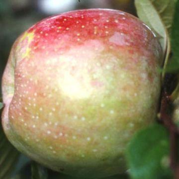 Apple Tree Belle de Boskoop - Malus domestica