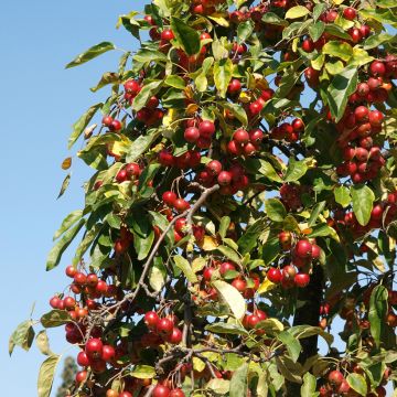 Malus sieversii  - Wild Apple