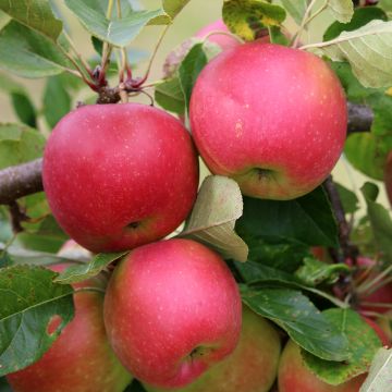 Apple Tree Divine - Malus domestica