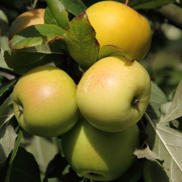Dwarf self-fertile apple tree Fruit Me Apple Me Yellow Golden