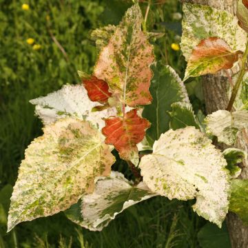 Populus x candicans Aurora - Balm of Gilead