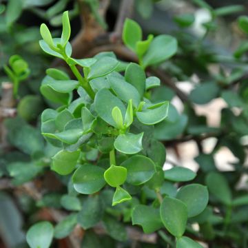 Portulacaria afra Macrophylla - Elephant bush