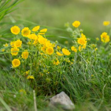 Potentilla aurea