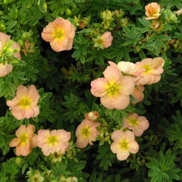 Potentilla fruticosa Bella Apple - Shrubby cinquefoil