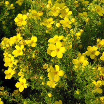 Potentilla fruticosa Bella Sol ´Hachdon´