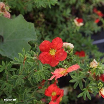 Potentilla fruticosa Marian Red Robin - Shrubby Cinquefoil