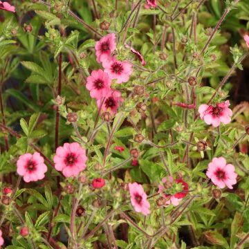 Potentilla nepalensis Miss Willmott - Cinquefoil