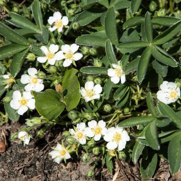 Potentilla tridentata Nuuk - Cinquefoil