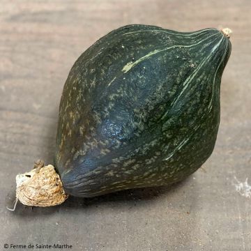 Organic Squash Anna Swartz Hubbard - Ferme de Sainte Marthe seeds - Cucurbita maxima