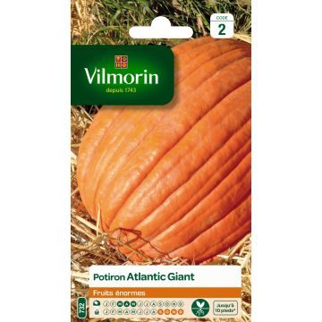 Pumpkin Atlantic Giant - Vilmorin Seeds